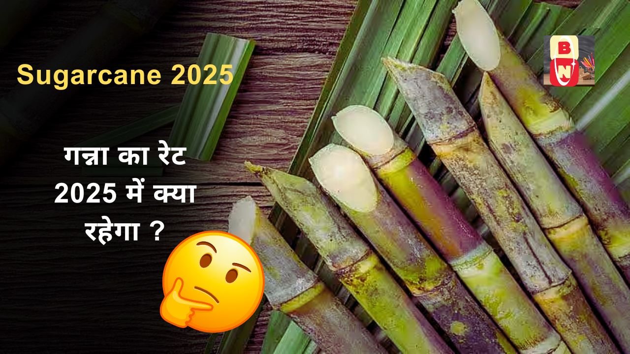 Sugarcane 2025