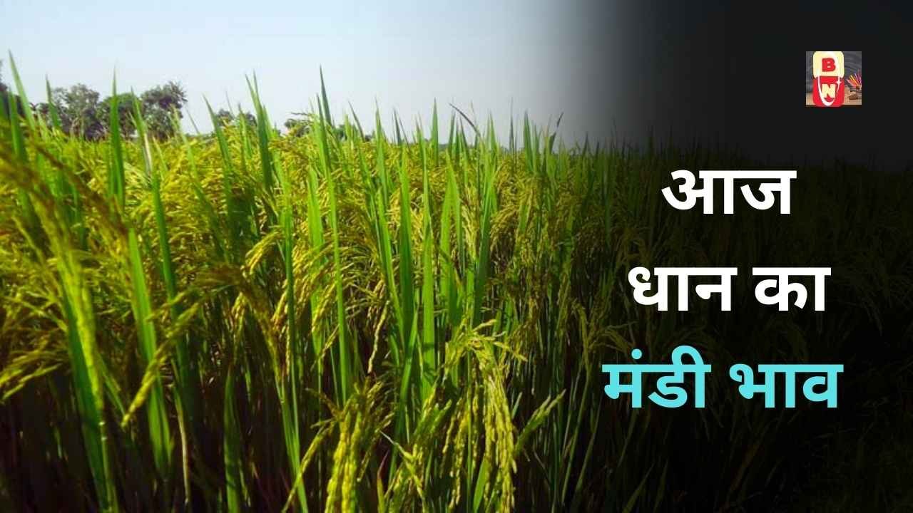 धान मंडी भाव